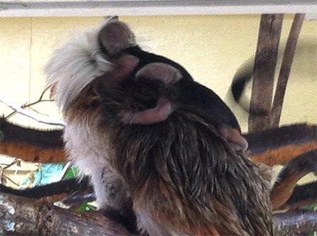 Majomikrek születtek a herbersteini állatkertben